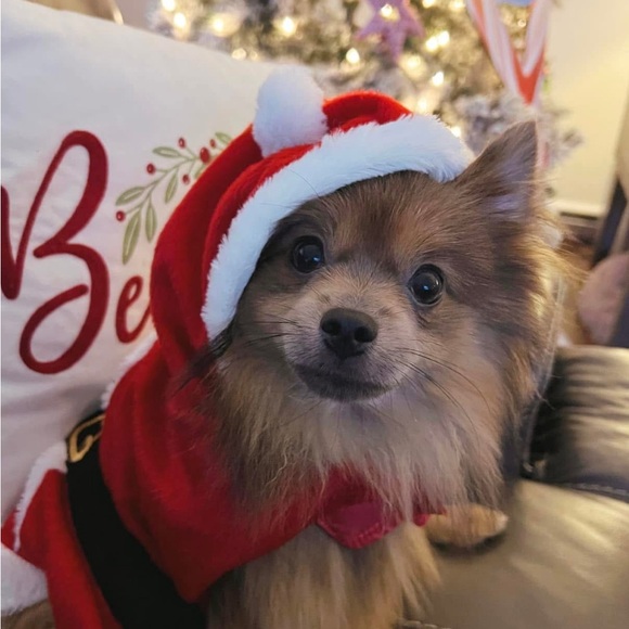 Meet your Posher, Milagros aka Millie - Picture 9 of 11